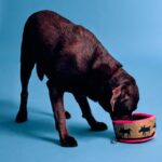 アクセサリー Bimba Y Lola ロゴ入りペット用ウォーターボウル カーキ 6BZ0X0969